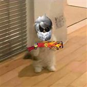 N