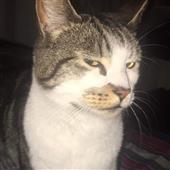 Y