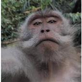 Ô