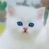 Đ