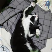 N