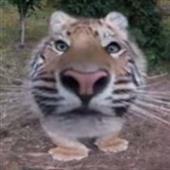 I