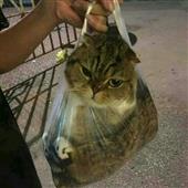 Đ